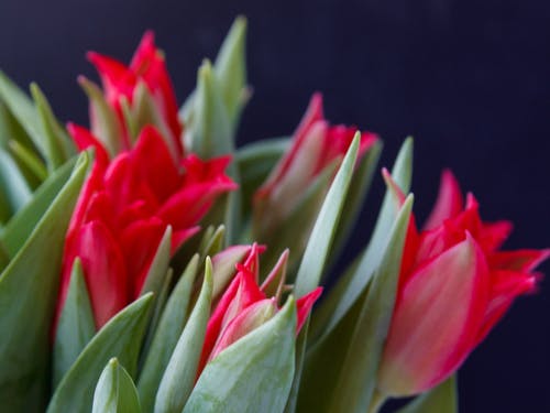 international flower delivery tulips