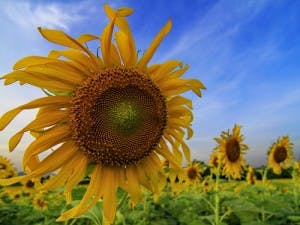 sunflower aphrodisiac flowers