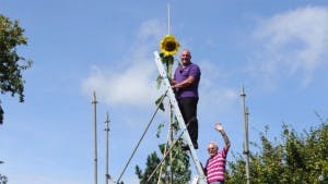 world record sunflower