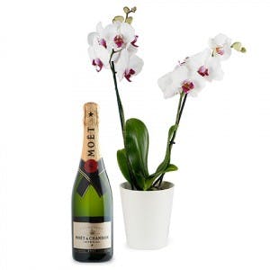 Gifts for Women's Day - Orchid and Champagne