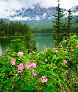 Alberta, Wild Rose - Canada