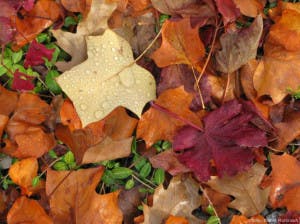 autumn-in-your-garden