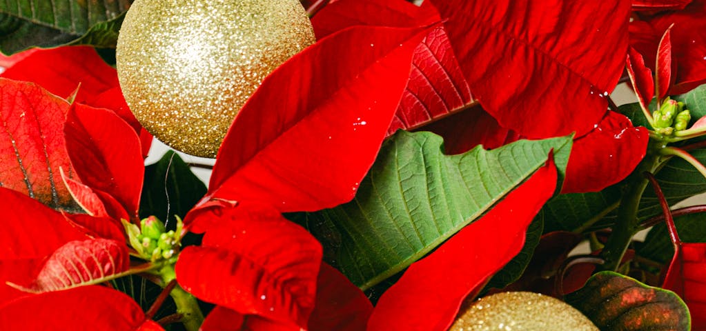 Feiern Sie den Internationalen Tag des Weihnachtssterns und entdecken Sie seine Herkunft