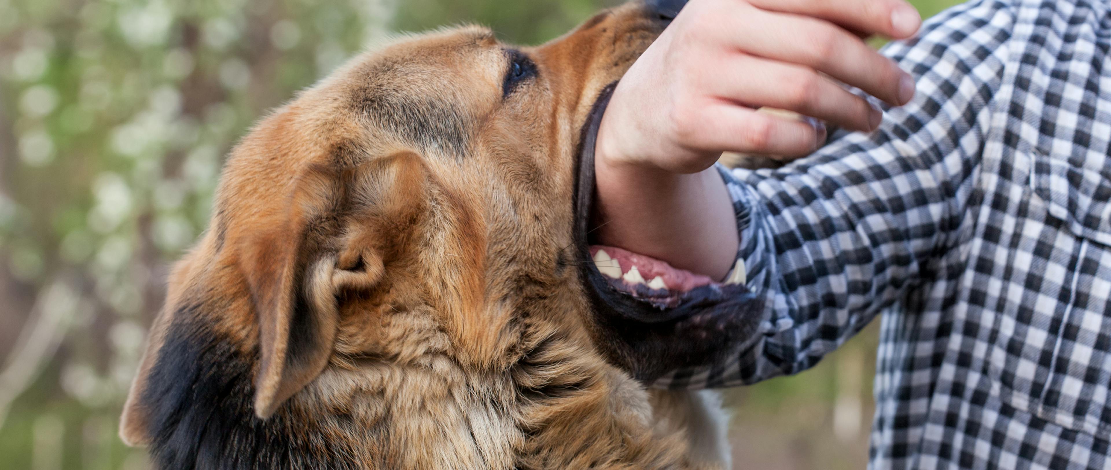 A dog biting a man's hand.