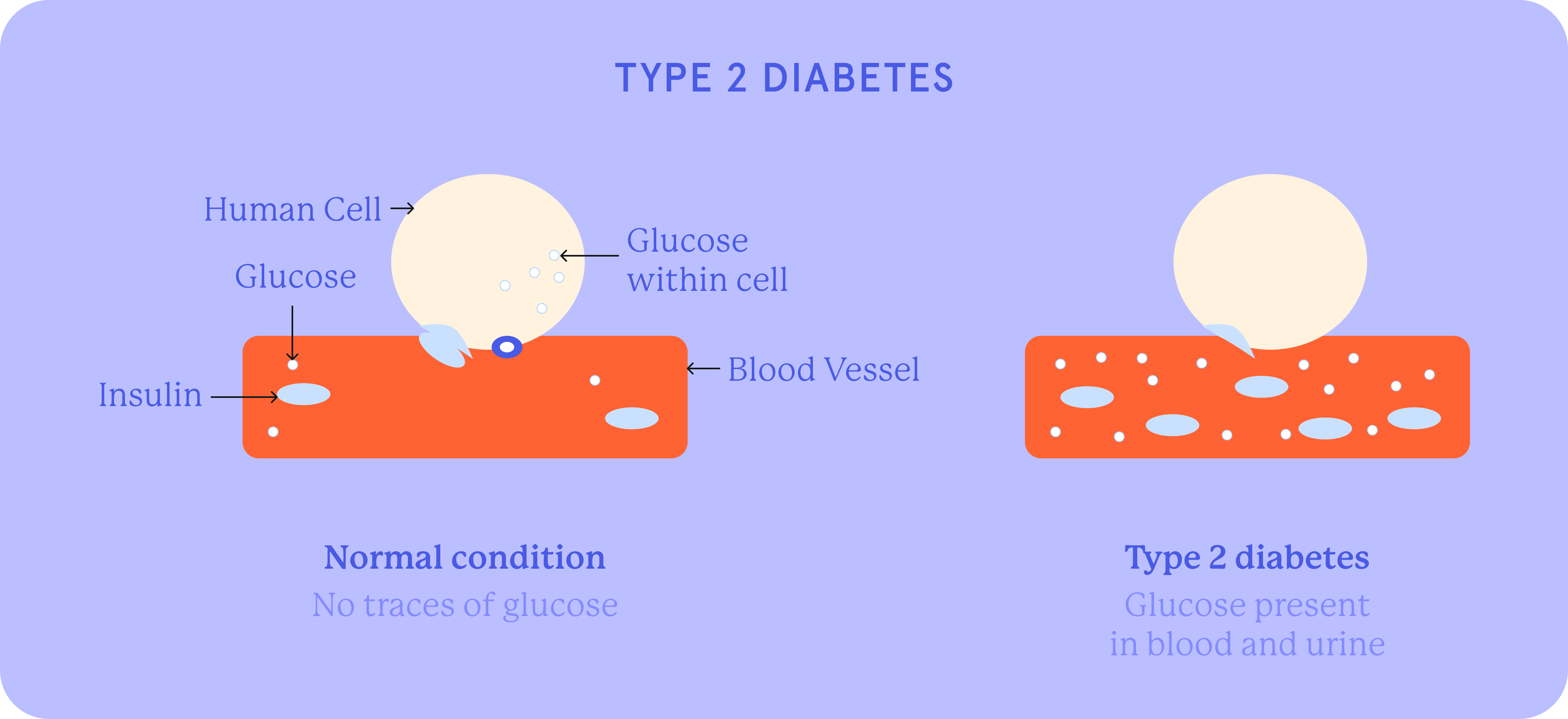 The mechanism explains glucose saturation in blood and urine and the absence of glucose traces seen in normal conditions. 