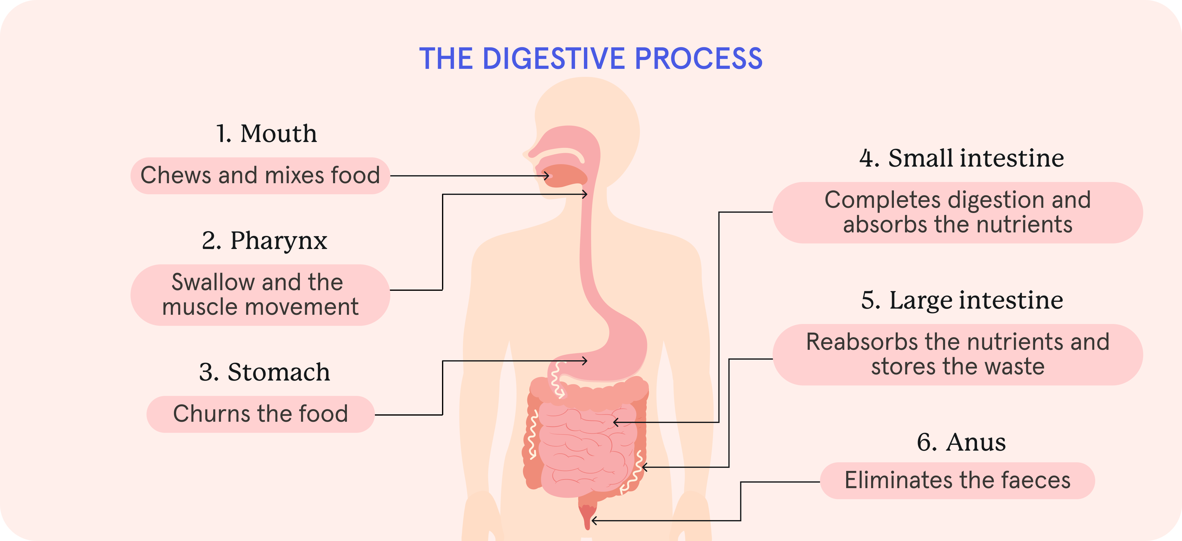 An infographic of the digestive process