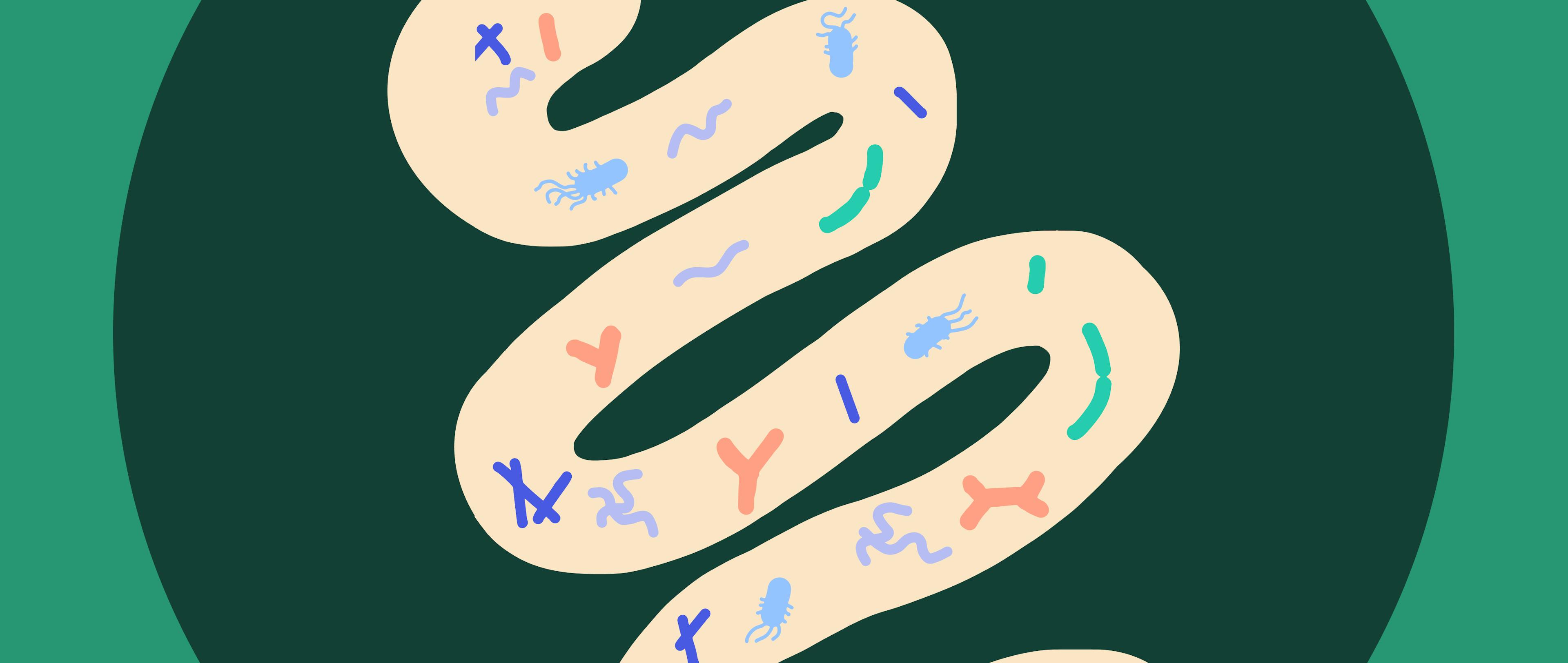 An illustration of the intestines with bacteria highlighting the need for probiotics