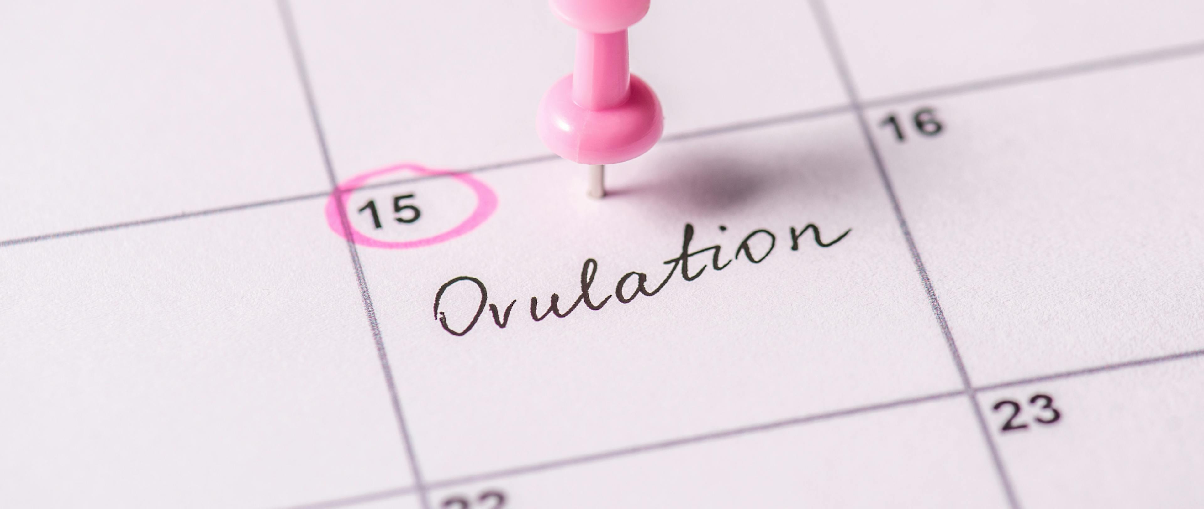 Close up view photo of calendar with marked day on calendar and hand written text ovulation