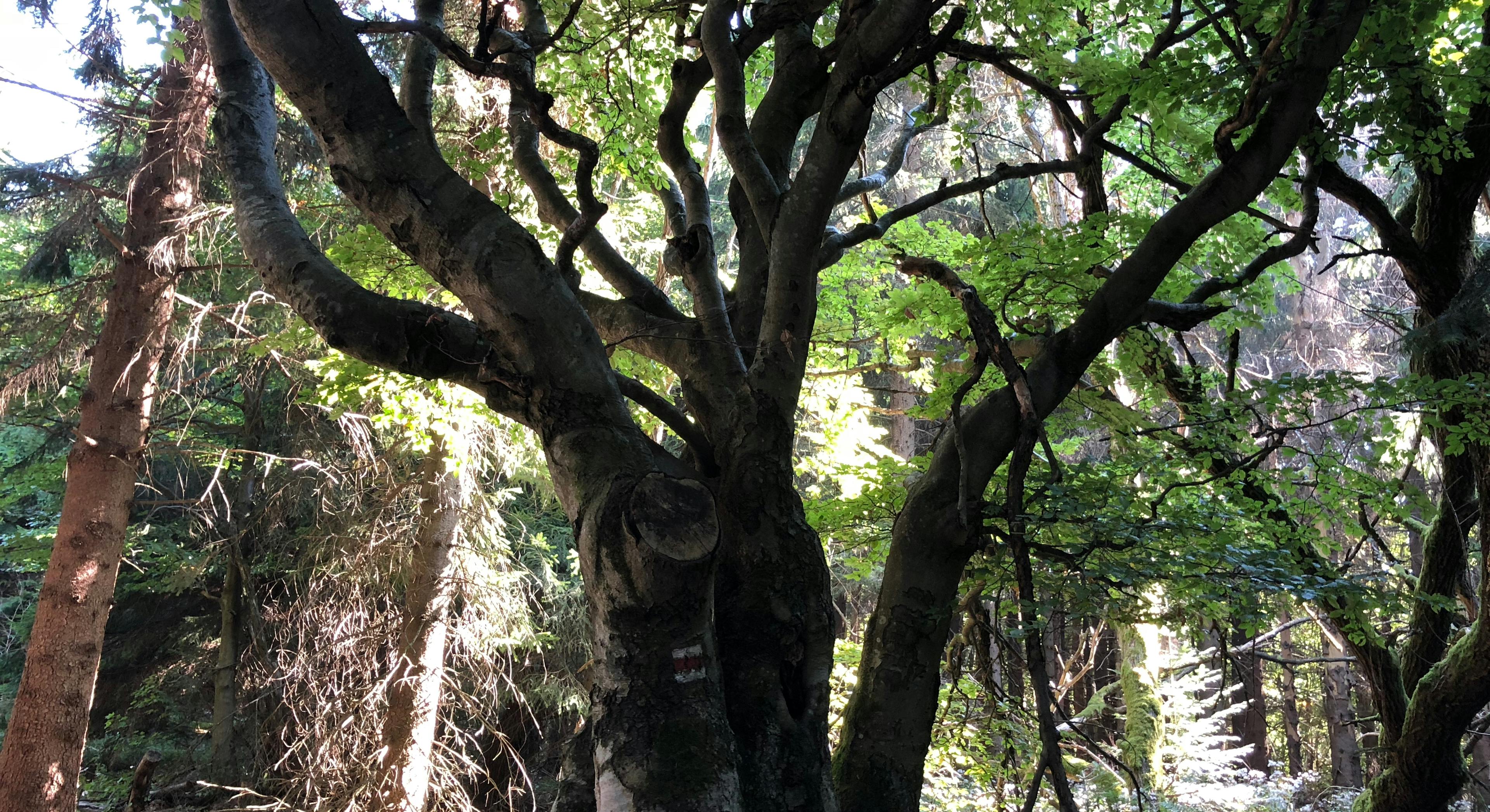 huge old tree