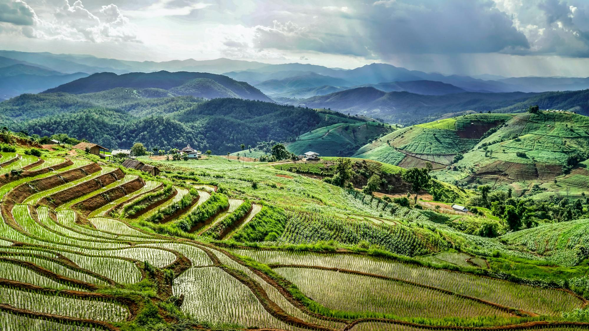 Liczną ilość pól ryżowych, rozległy widok na zielony krajobraz Tajlandii.