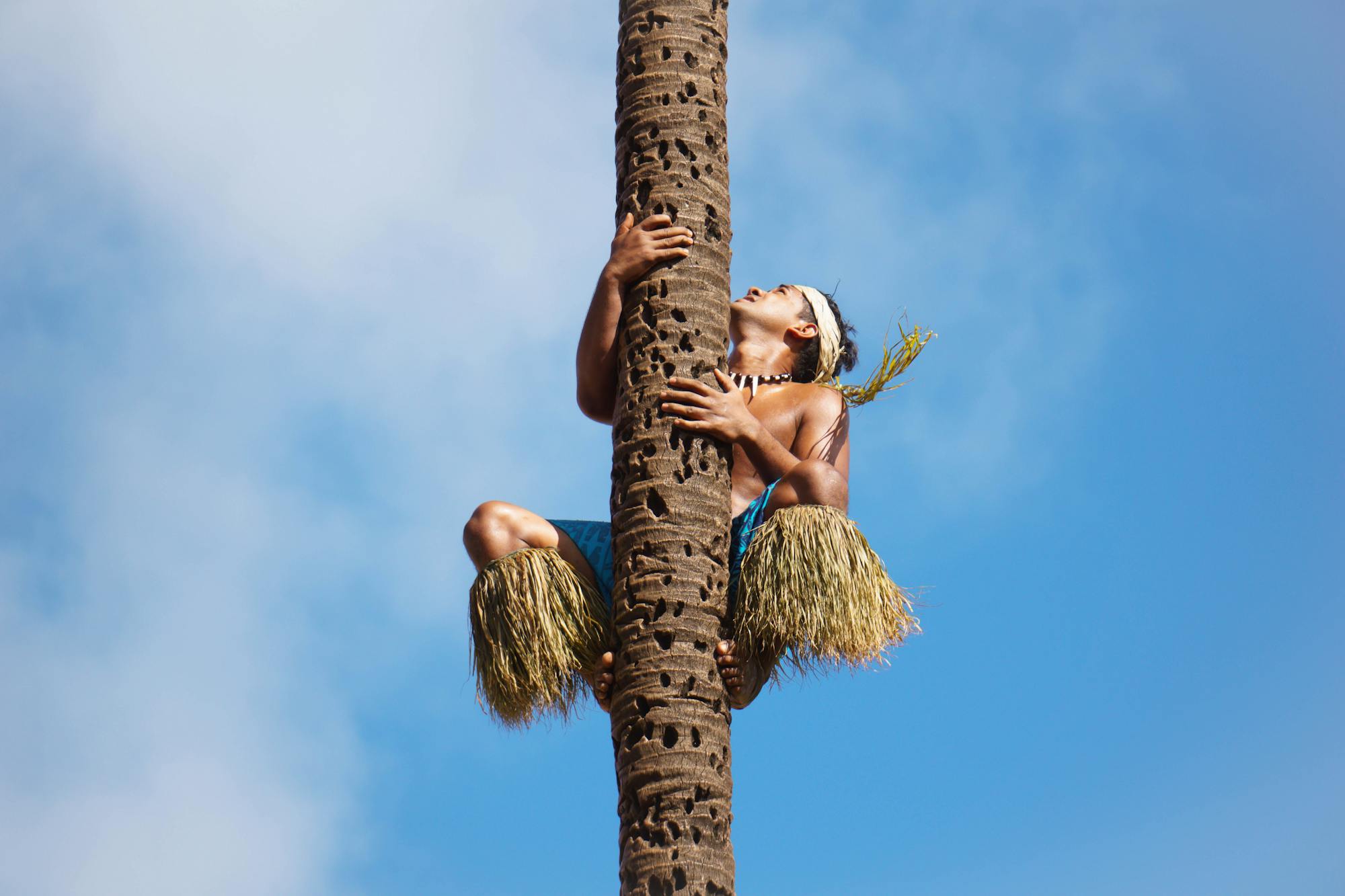 Ein einheimischer Bewohner klettert auf eine Palme, um Kokosnüsse zu pflücken. 