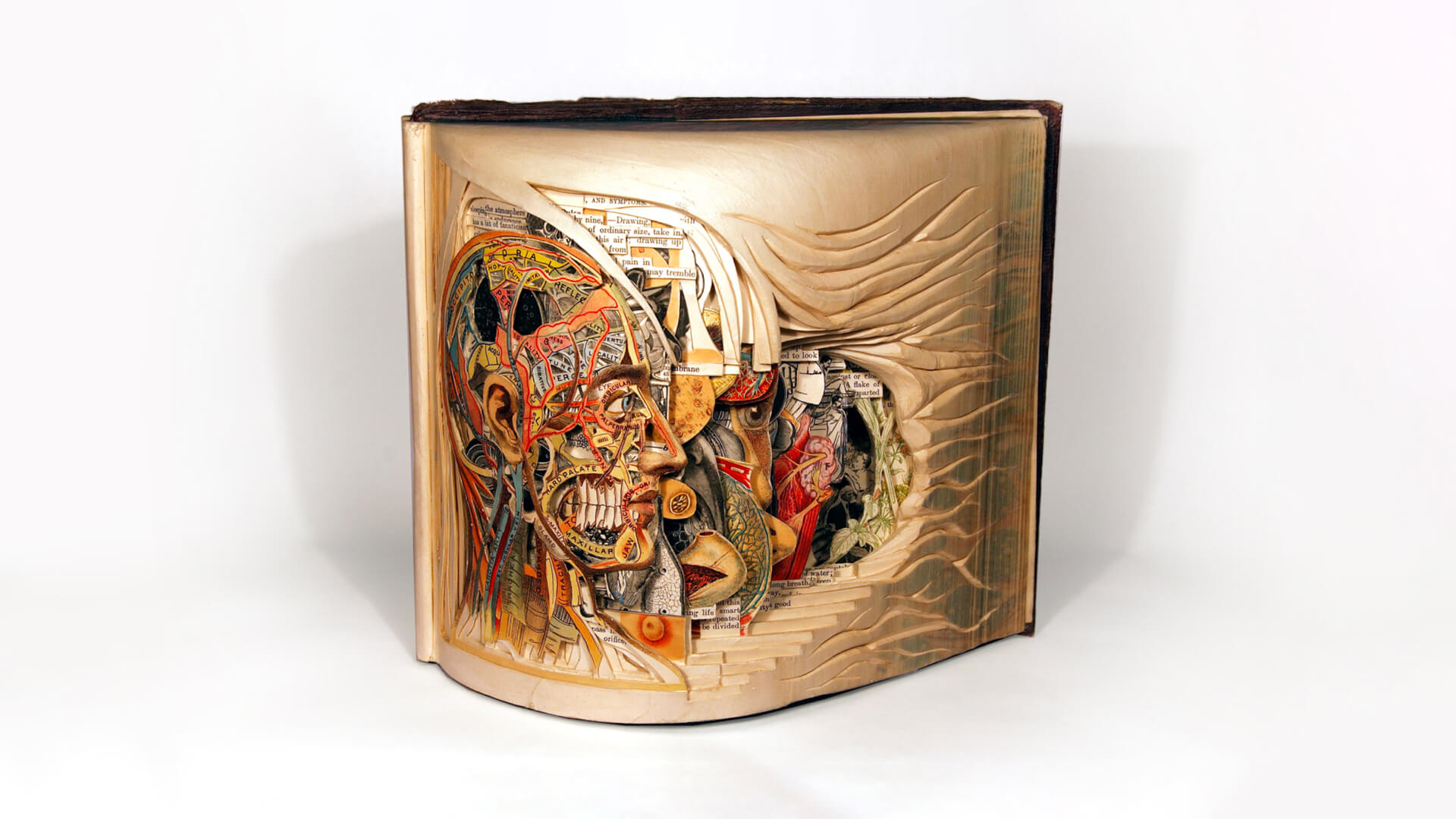 Anatomy of a human face