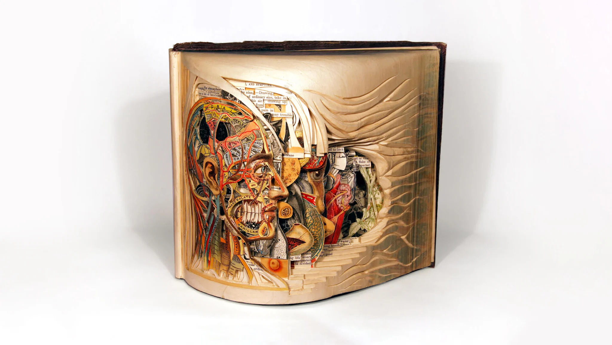 Anatomy of a human face