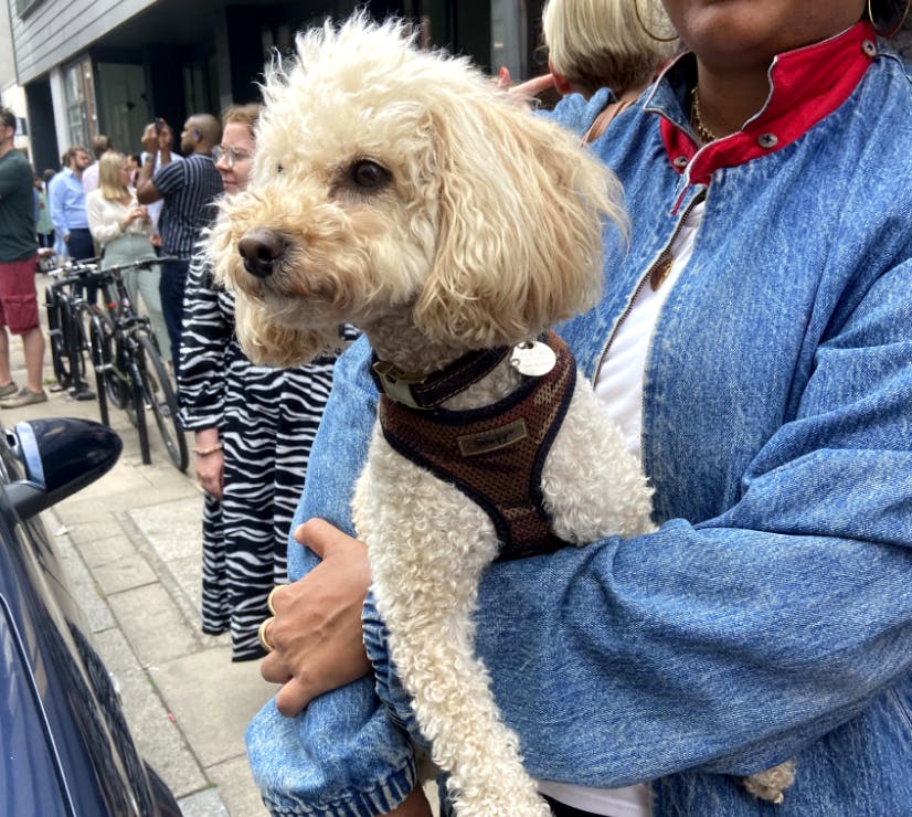 Joey the cavapoo