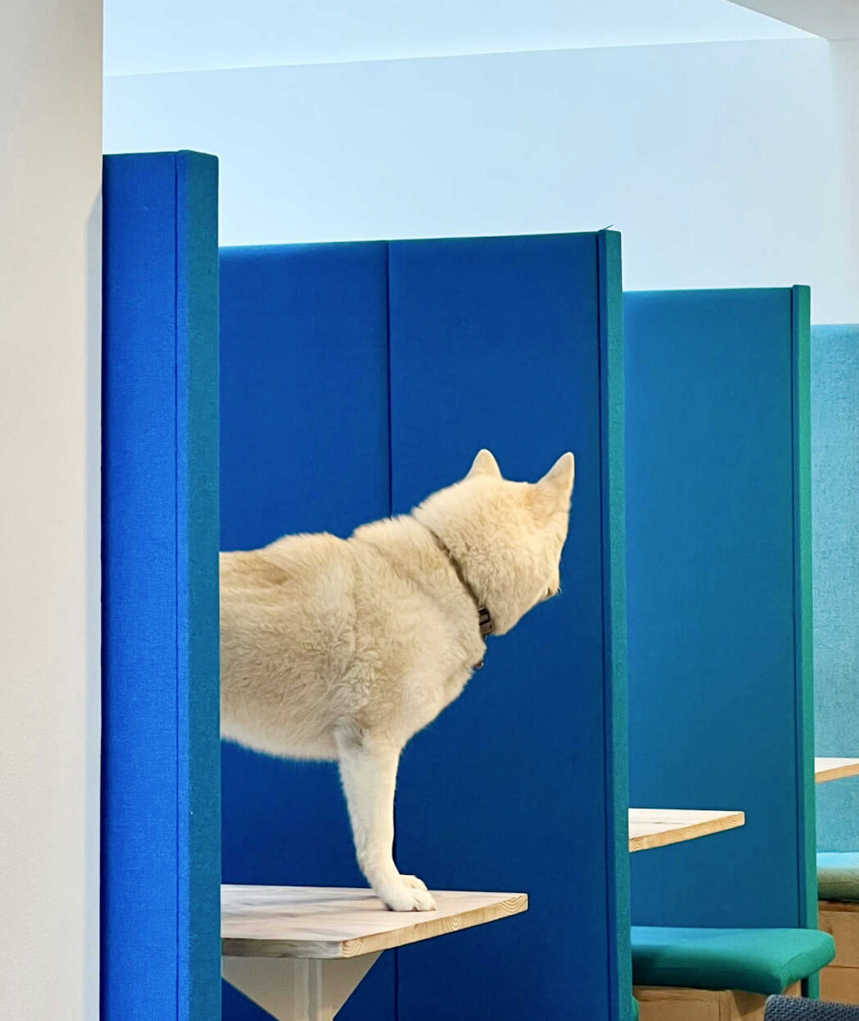 Dog on a desk at Fold7