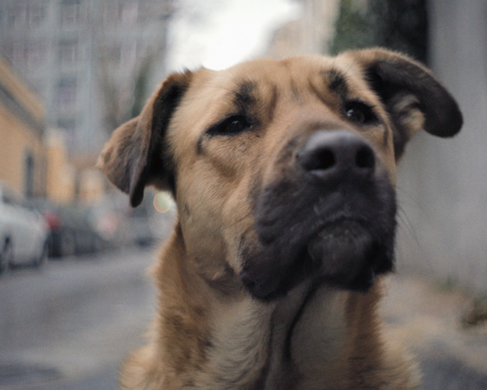 Still from film Stray