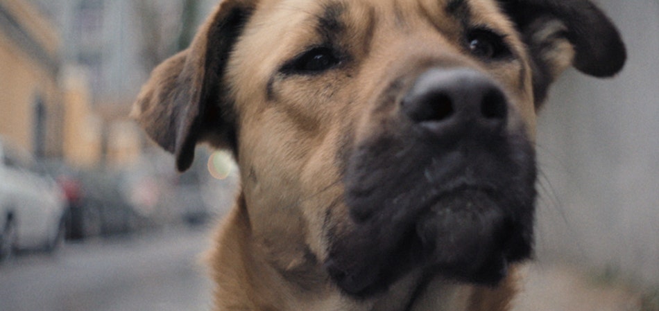 Still from film Stray