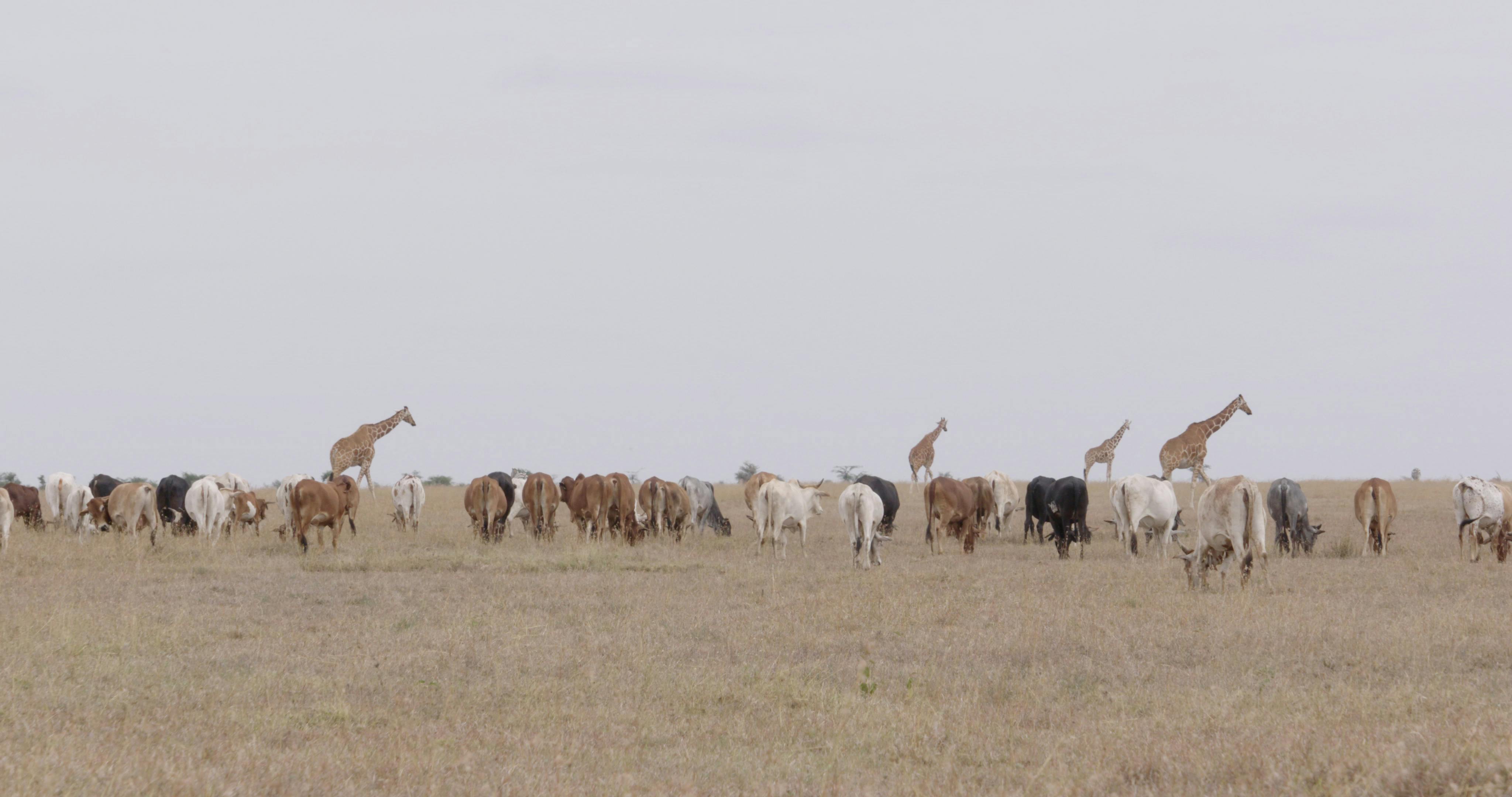 The Battle For Laikipia