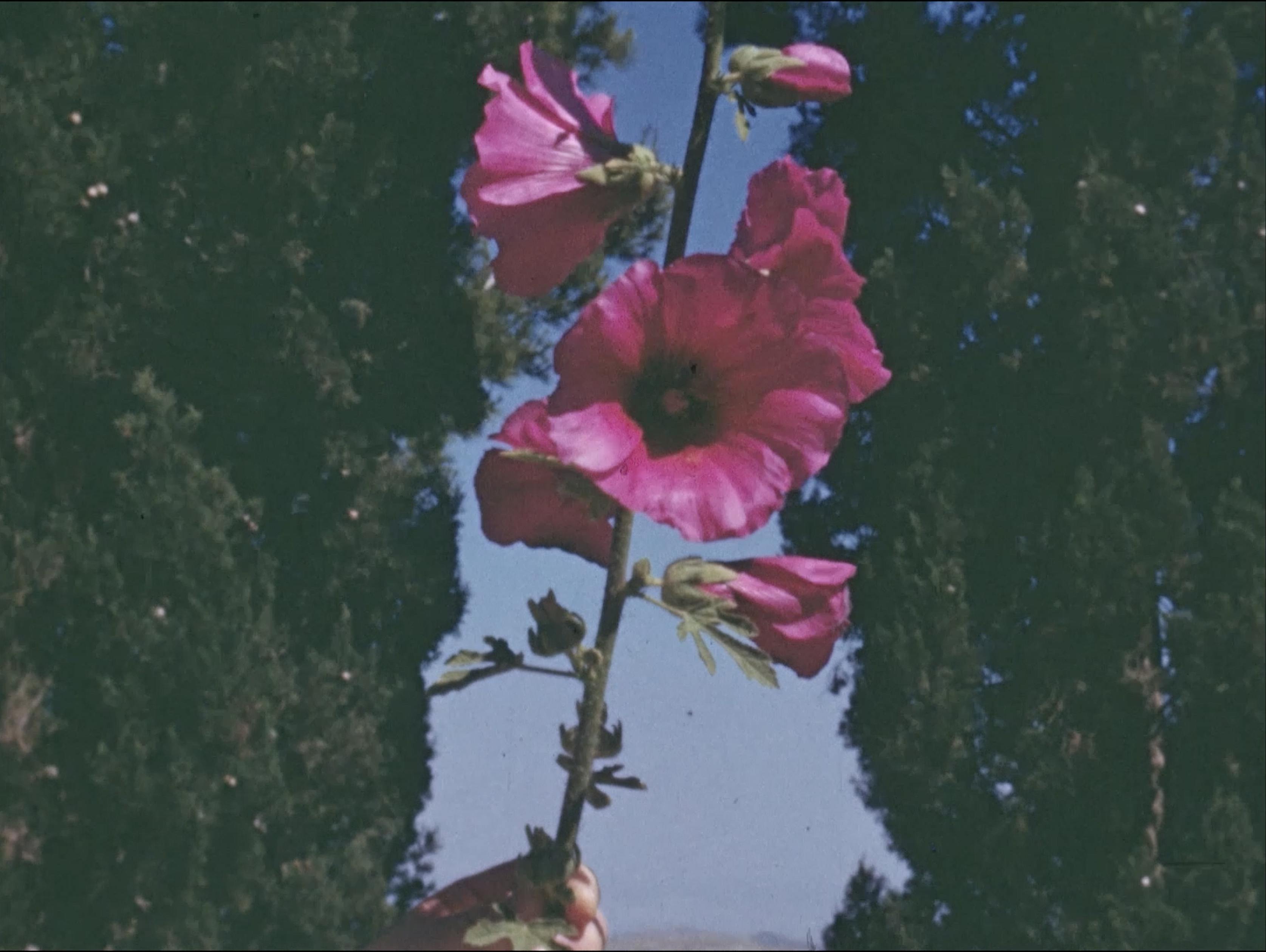 The Flowers Stand Silently