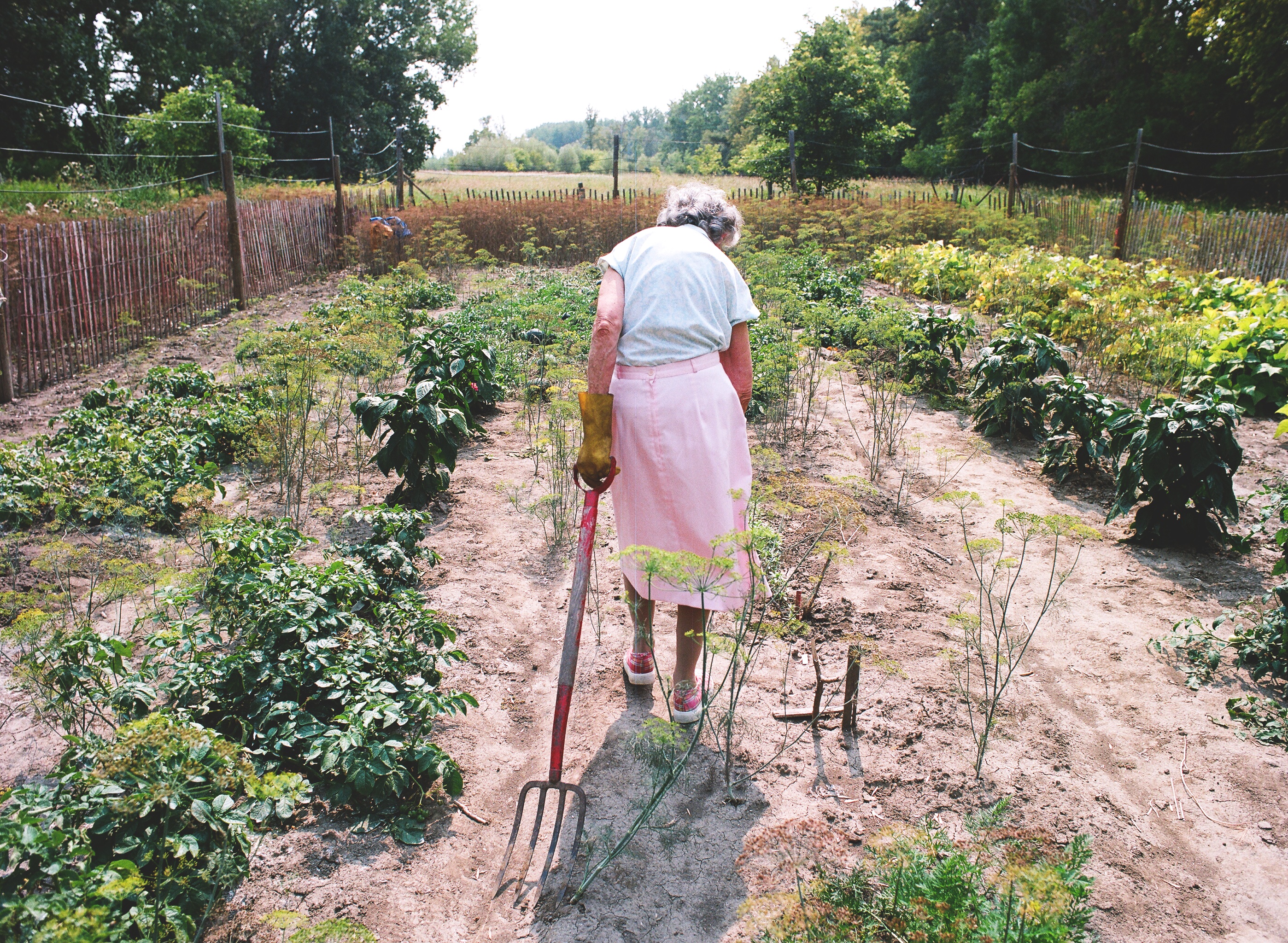 an older woman tends her garden