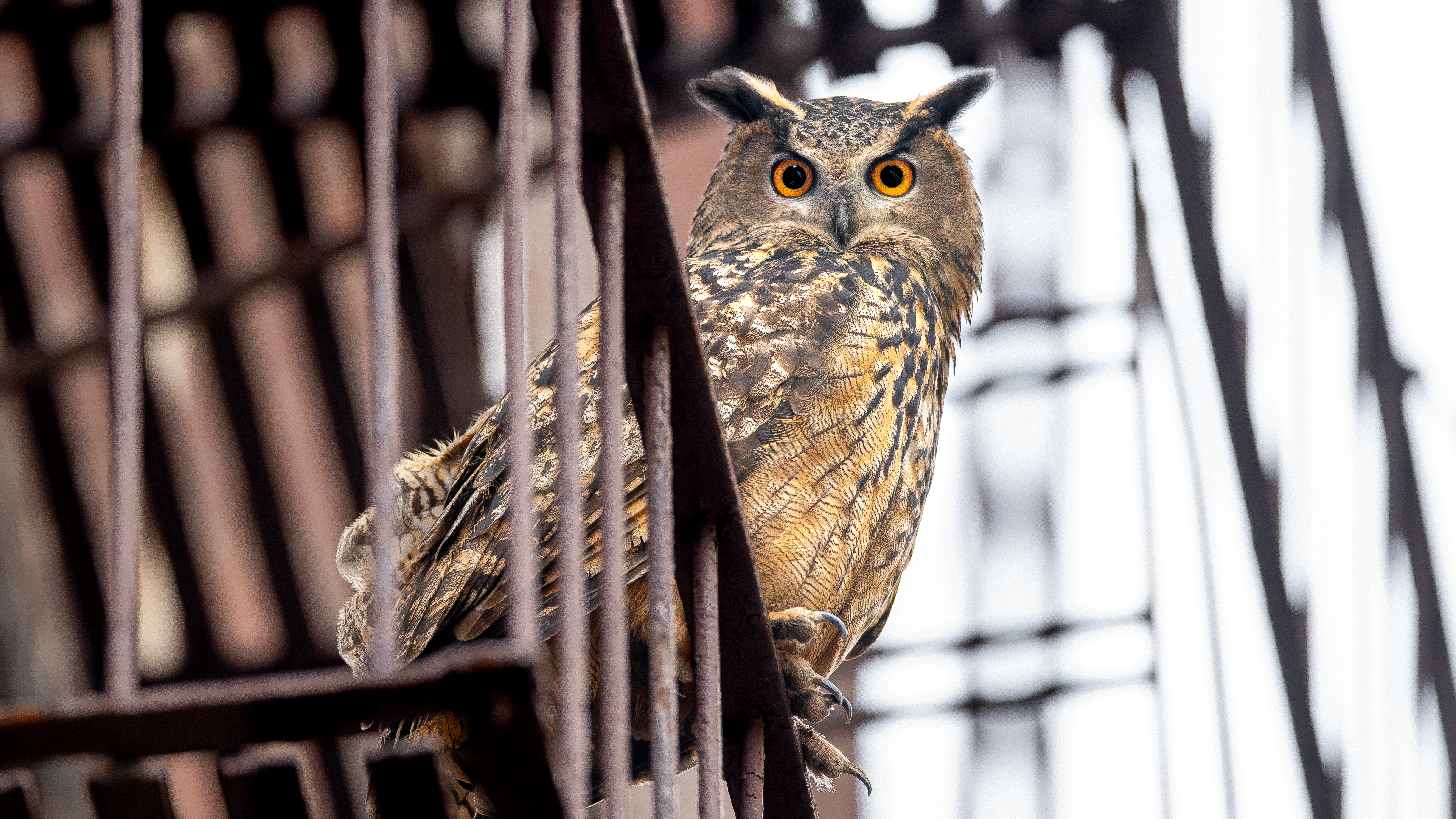 a large owl looks at the camera