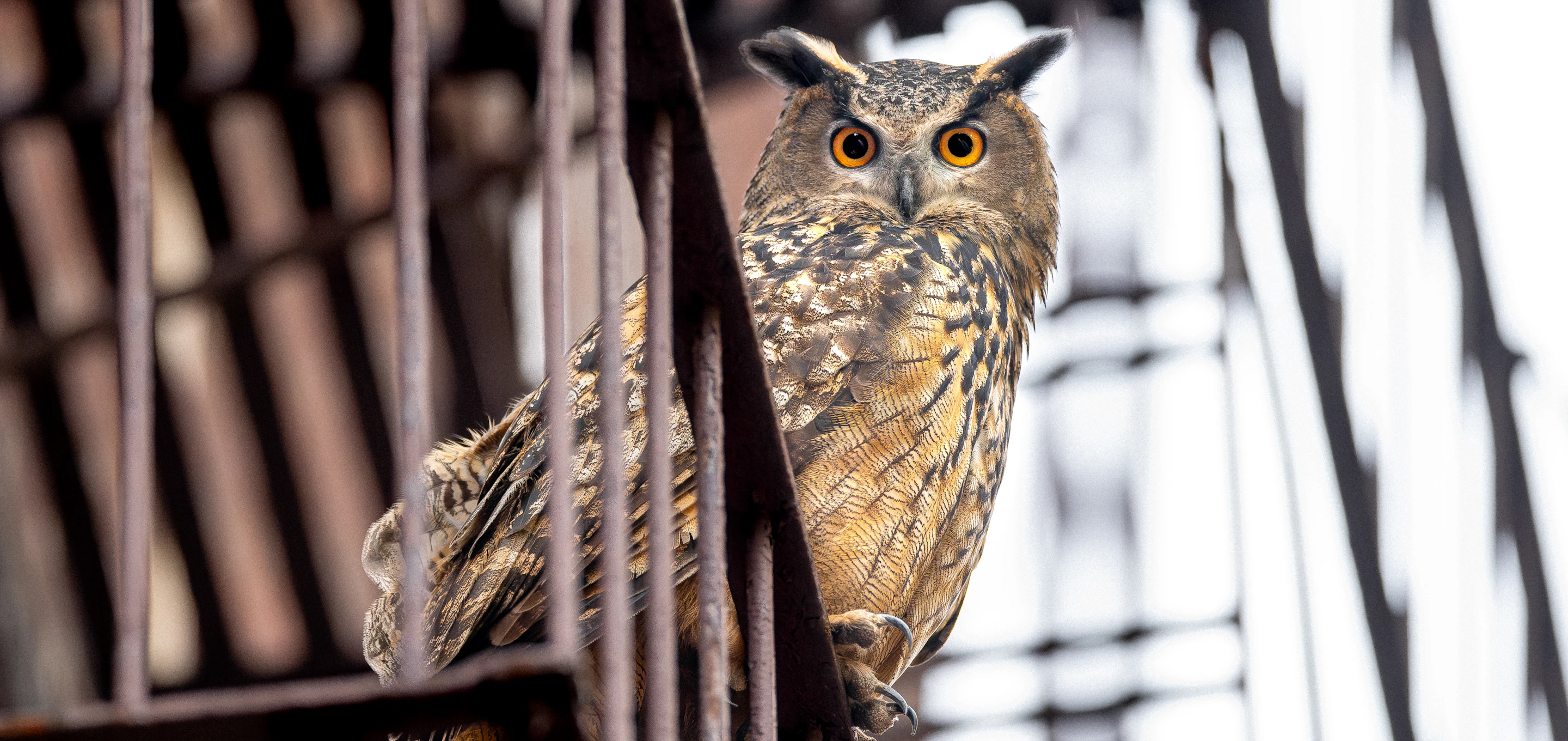 a large owl looks at the camera