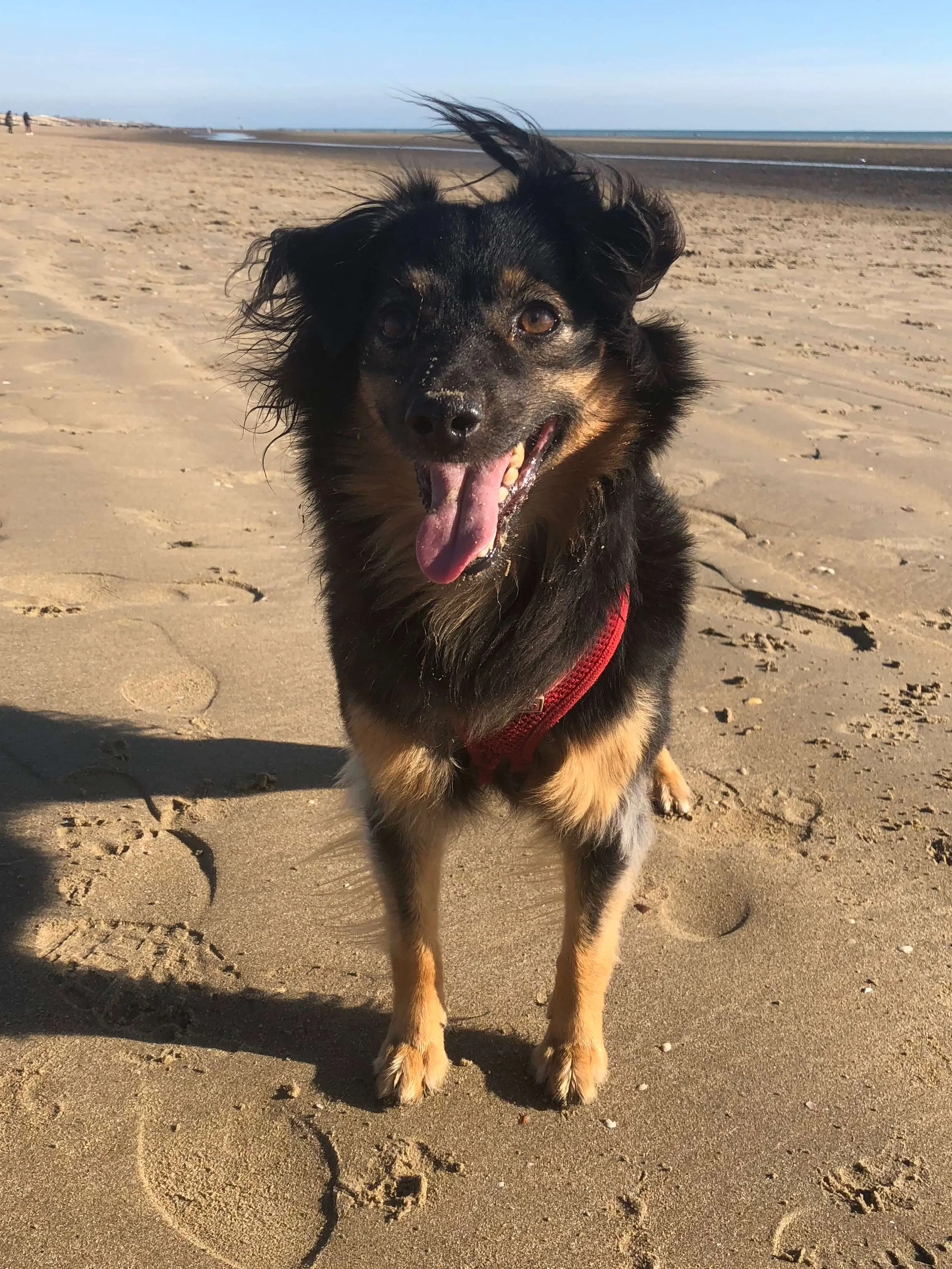 Roxy the dog