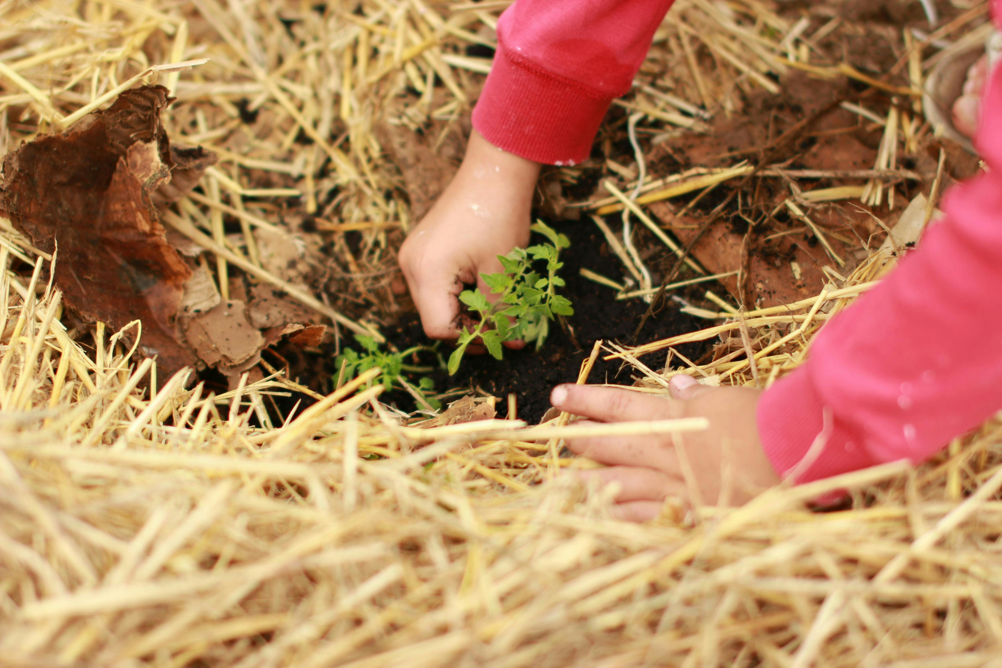 Child's hands planting a seedling in straw-covered soil