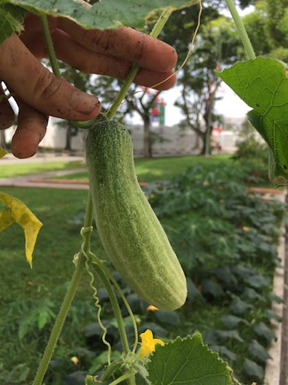 young cucumber growing on plant