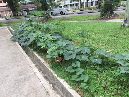 pumpkin crawling in a row