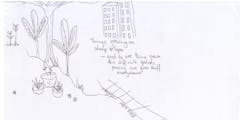 sketch, plants