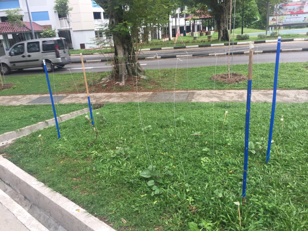 Trellis structure in a grass patch