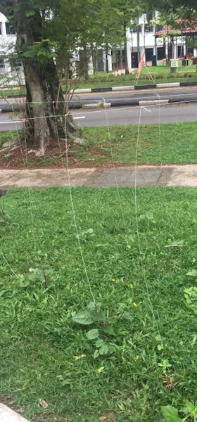 Trellis structure in a grass patch
