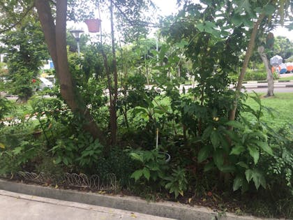 Photo of small guerilla planted food forest