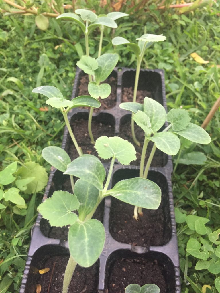 Pumpkin seedlings