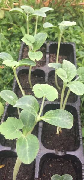 Pumpkin seedlings