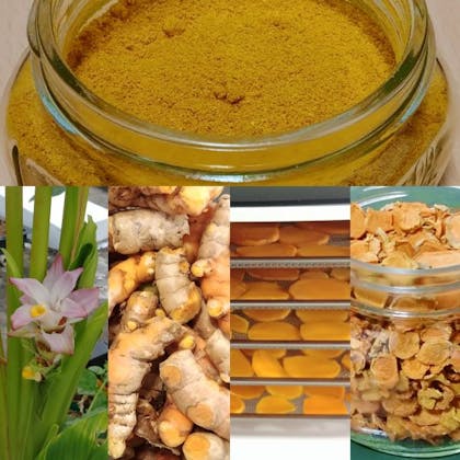 Collage of tumeric in different forms - ground into powder, the plant with a flower, the tubers, freshyly sliced, and dried slices