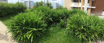 many bushes of pandan l