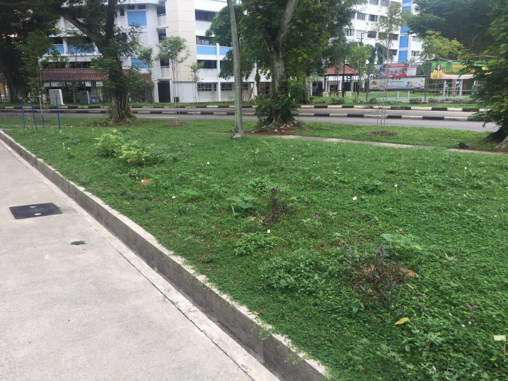 Chris' guerilla garden 3 weeks in