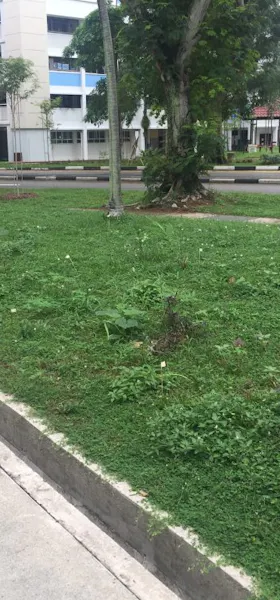 Chris' guerilla garden 3 weeks in