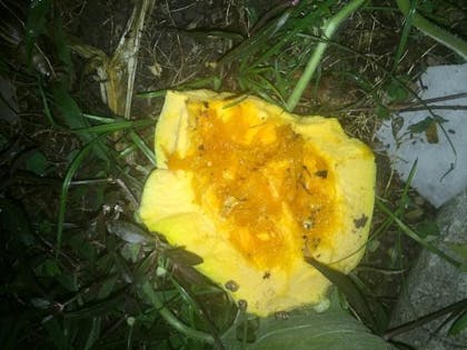 halved pumpkin that looks like it was scavenged by an animal