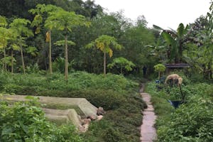 A section at Green Circle Eco farm, with lots of plants growing on the ground and many papaya trees amongst them.