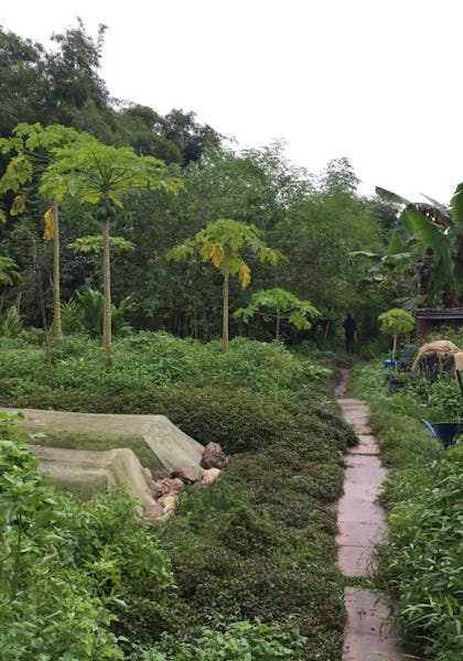 A section at Green Circle Eco farm, with lots of plants growing on the ground and many papaya trees amongst them.