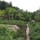 A section at Green Circle Eco farm, with lots of plants growing on the ground and many papaya trees amongst them.