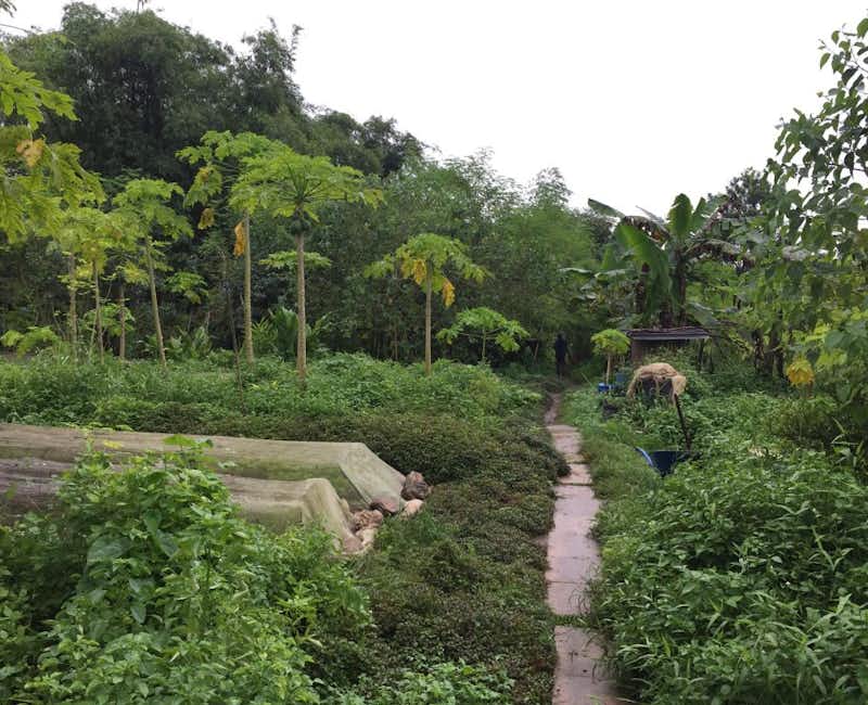 A section at Green Circle Eco farm, with lots of plants growing on the ground and many papaya trees amongst them.