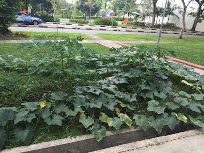 pumpkin crawling over patch