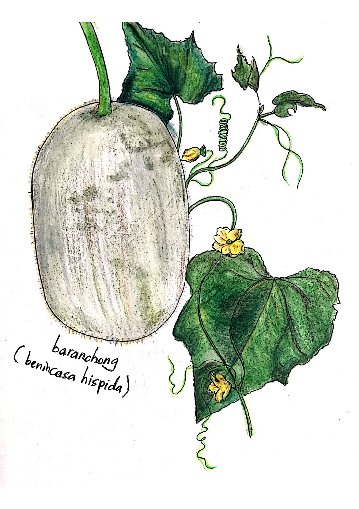 baranchong (benincasa hispida)