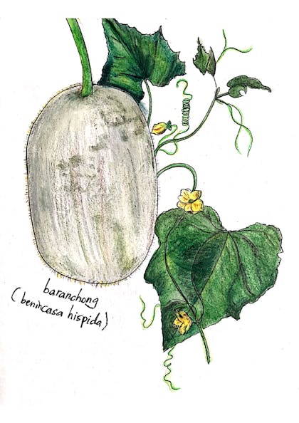 baranchong (benincasa hispida)