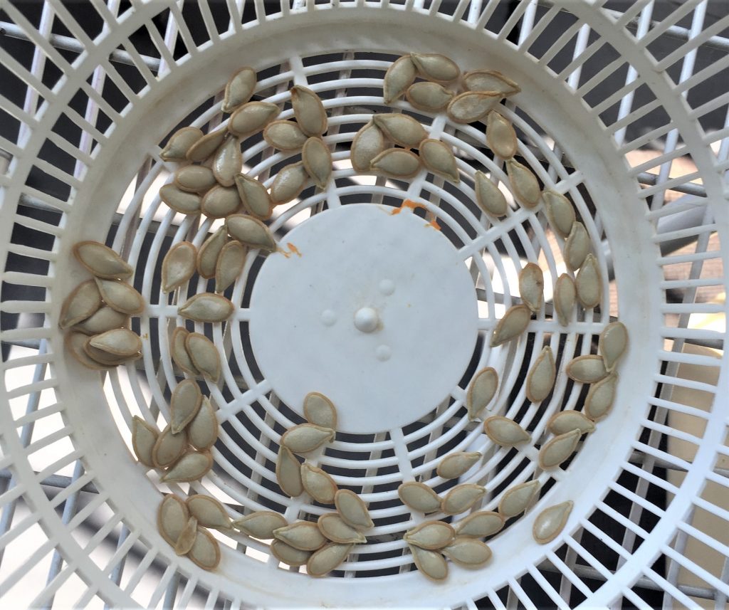 Pumpkin seeds drying in a sieve