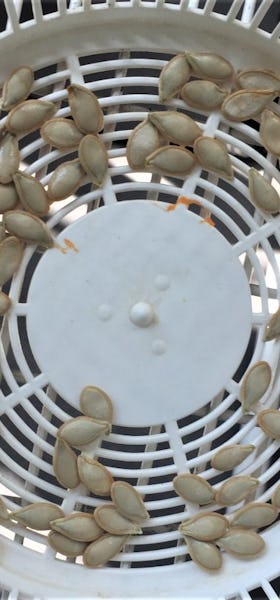 Pumpkin seeds drying in a sieve